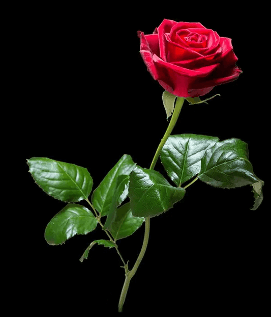 Grote Rode Rozen per 10 stuks,Rode rozen zeggen: ‘Ik hou van jou’. Er is geen andere bloem zo verbonden met de liefde als de rode roos. Maar de rode roos staat ook voor romantiek, passie, schoonheid en moed.,Anjelier Bloembinders | Grote rode rozen per 10