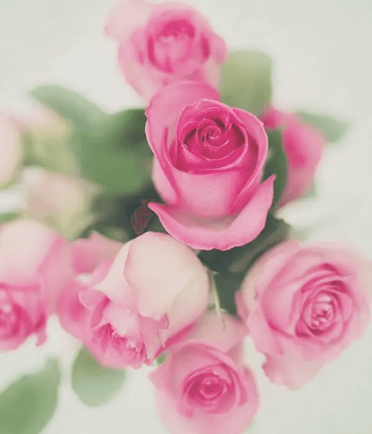 Grote Roze Rozen per 10 stuks,Roze rozen staan voor zachtheid, dankbaarheid, geluk bewondering, elegantie, sierlijkheid en vreugde. Ook staat de kleur roze voor romantiek en tederheid: “ik vind je lief”.,Anjelier Bloembinders | Grote roze rozen per 10,Bes