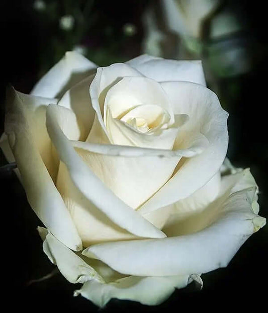 Grote Witte Rozen per 10 stuks,Witte rozen staan voor liefde, onschuld, licht, stilte, kalmte en onschuld.,Grote Witte Rozen per 10 stuks,Witte rozen staan voor liefde, onschuld, licht, stilte, kalmte en onschuld.