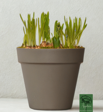 Voorjaarsbollen Assortiment in Duurzame Plantenbak – Verrassingsmix