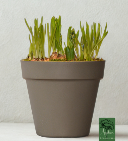 Voorjaarsbollen Assortiment in Duurzame Plantenbak – Verrassingsmix