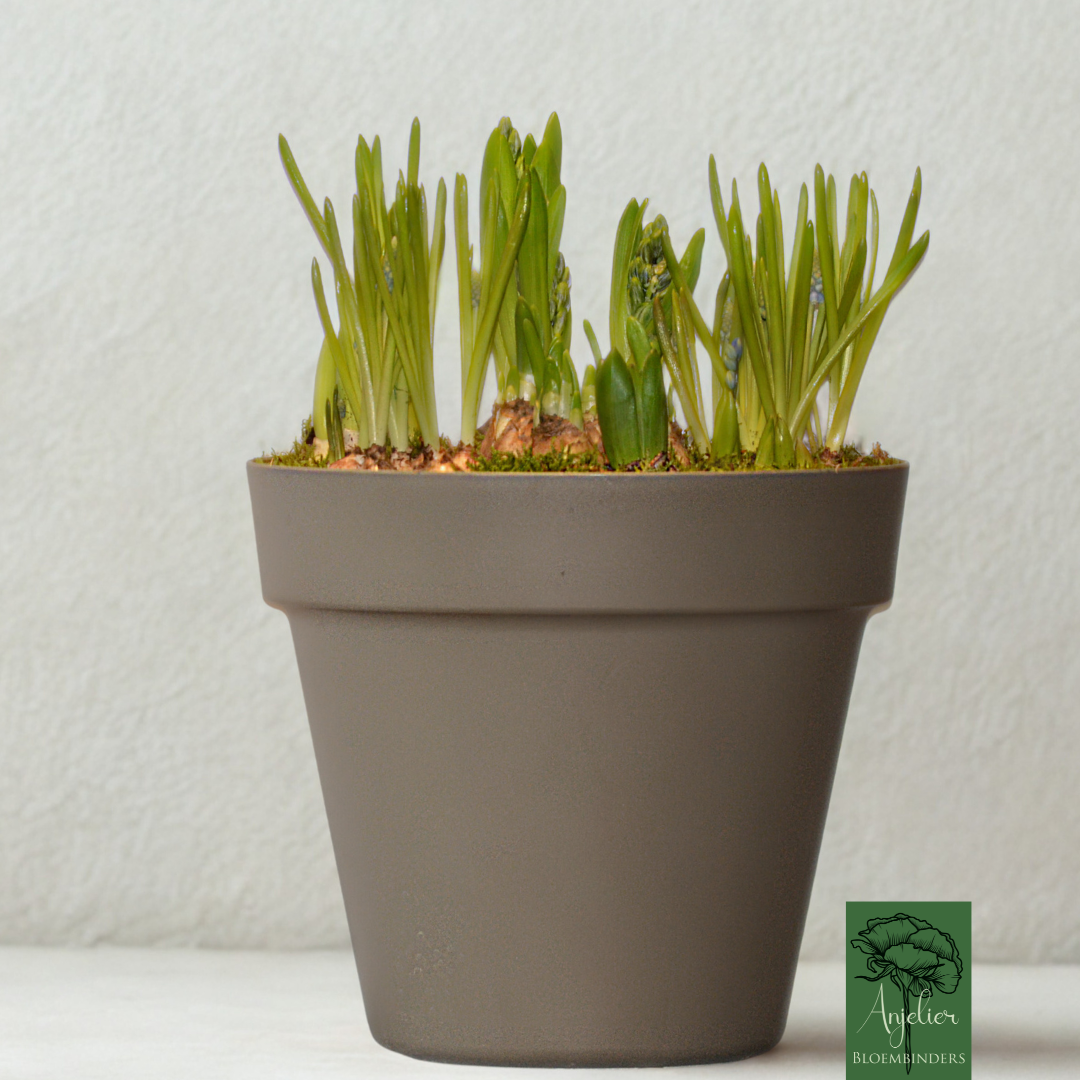 Voorjaarsbollen Assortiment in Duurzame Plantenbak – Verrassingsmix - Afbeelding 2