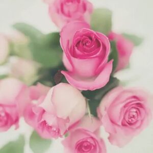 Roze Roos