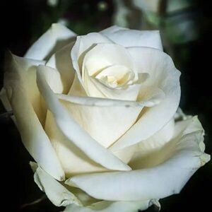 Witte Roos