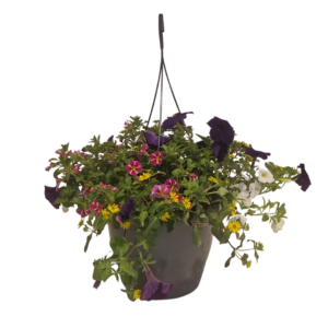 Hangpot met feestelijke planten