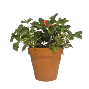 Aardbeienplant in terracotta pot