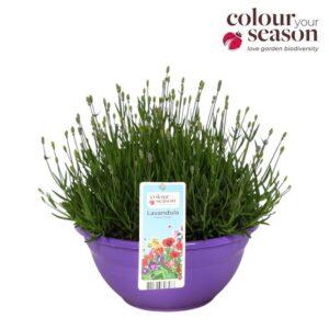 Lavendelplant in schaal 30 cm