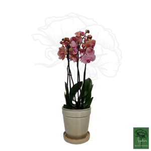 Roze Phalaenopsis orchidee met keramieken grijze pot