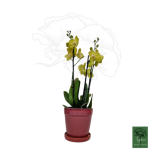 Gele Phalaenopsis orchidee met roze pot