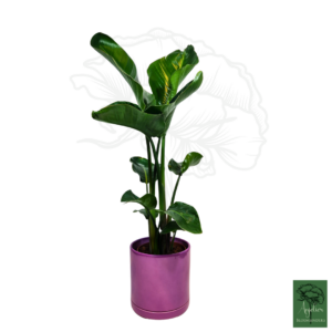 Strelitzia met roze pot
