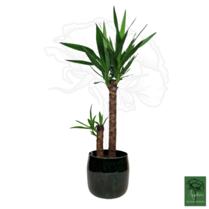 Yucca kamerplant met twee stammen en metalen groene pot
